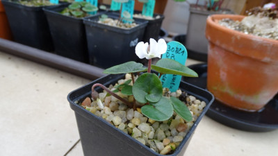 Cyclamen coum f. albissimum ´Golan Heigths´