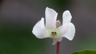 Cyclamen coum f. albissimum ´Golan Heigths´