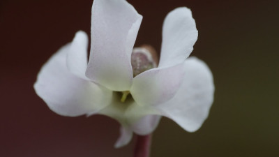 Cyclamen coum f. albissimum ´Golan Heigths´