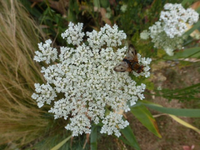 P1300549.JPG