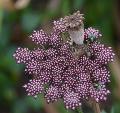 Daucus_carota-Mystery.15-7.jpg