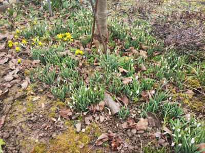 Galanthus n.jpeg