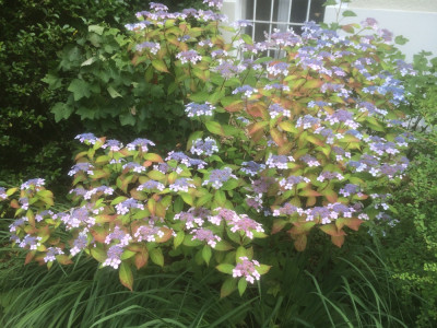 Hydrangea serrualta.JPG