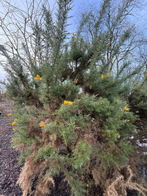 Stechginster Ulex 25.01.25