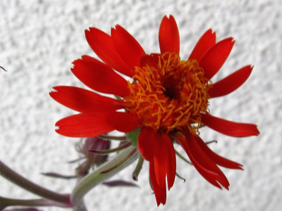 Senecio-confusus1.jpg
