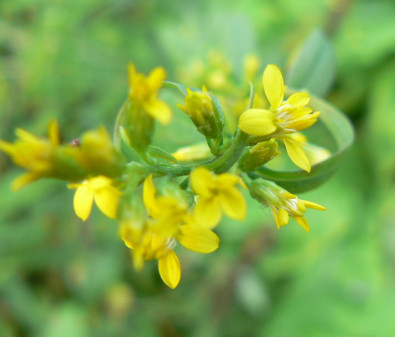 Solidago_caesia_081004.jpg