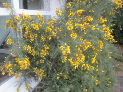 Ulex europaeus 060118.JPG