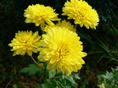 Fruehe_Chrysantheme_1.jpg