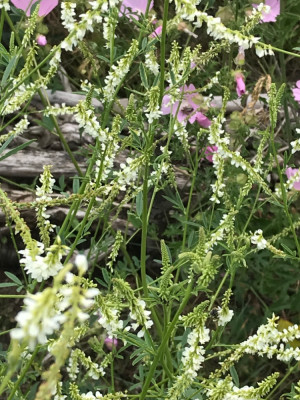Galega officinalis x Malva .JPG