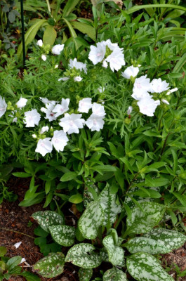 Malva_moschata-Alba.20-2.jpg