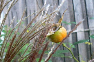 Miscanthus_malepartus_1.jpg