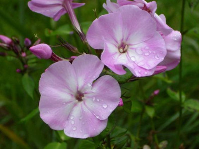 Anf_Okt._2008_008kl.20_Phlox_pan._Nachodka_2_Bl._Regentr..JPG