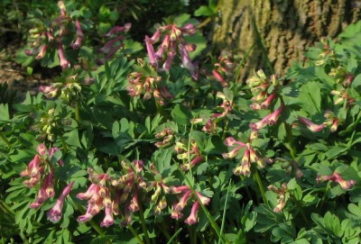 Corydalis_solida.jpg