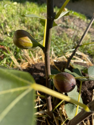 BT Herbstfeige 23.10.2021