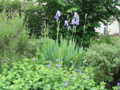 Iris pallida Wdel.JPG