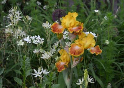 Iris-WildJasmin.21-5.jpg
