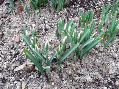 Galanthus nivalis