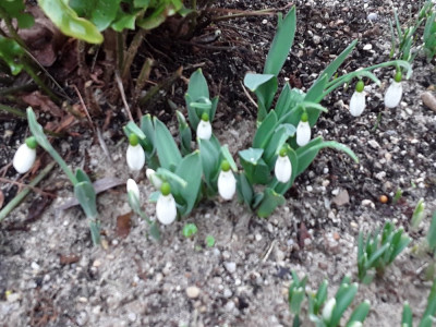 Galanthus elwesii