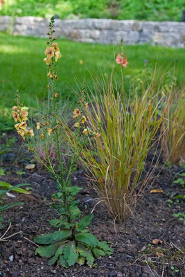 macranthas-Garten-Sept08-04.jpg