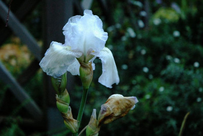 Iris_X_1_04-10-2008.jpg