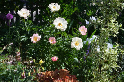 Paeonia-AbalonPearl.22-5.jpg