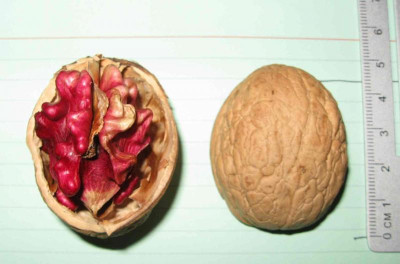 Rote_Moselnuss_klein_IMG_11841.jpg
