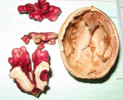 Rote_Moselwalnuss_klein_IMG_11881.jpg