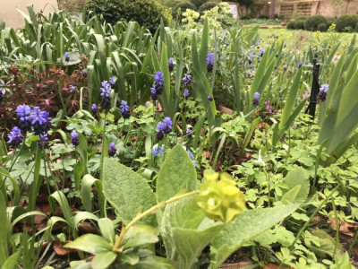 Muscari latifolium (1).JPG