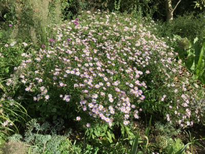 Aster agerat. ´Asran´.JPG