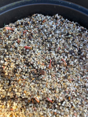 Viburnum lentago Germination Januar 2025.jpg