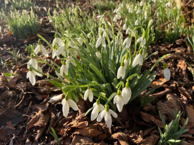 Galanthus nivalis Februar 2025.jpg