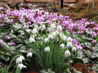Cyclamen & Galanthus.JPG