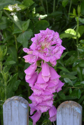 Digitalis_purpurea.22-1.jpg
