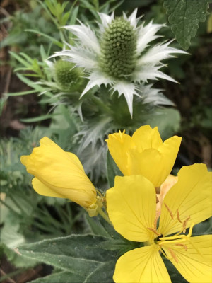 Eryngium giganteum u. Oenothera.JPG