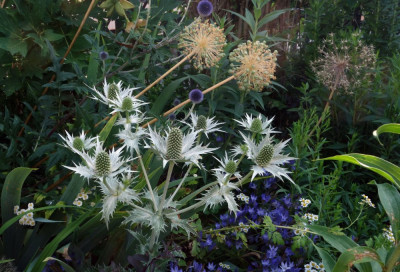 Eryngium_giganteum-SilverGhost.23-4.jpg
