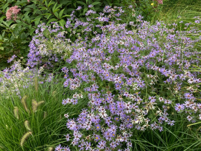 Aster ´Twilight´ (1).JPG