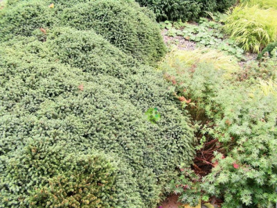 Picea abies ´Nidiformis´.JPG