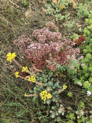 Sedum album und reflexum x.JPG