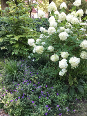 Hydrangea paniculata ´Phantom´ (2).JPG
