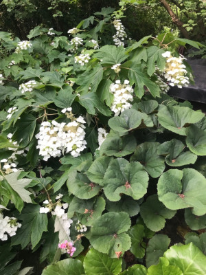 Ligularia und Hydr.querci.JPG
