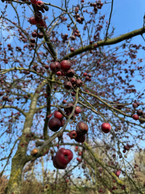IMG_4667.jpeg