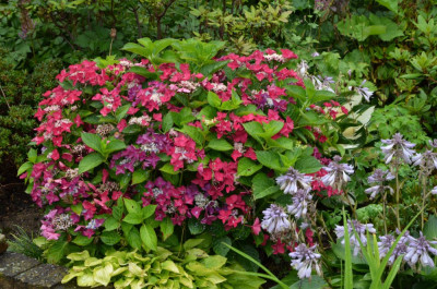 Hydrangea-LadyInRed.16-1.jpg
