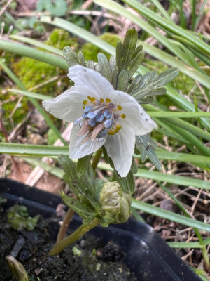 Eranthis pinnatifida
