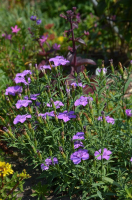 Dianthus_amurensis.18-3.jpg