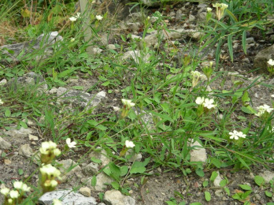 Dianthus knapii.JPG