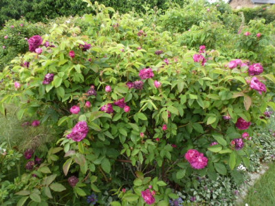 P1250019Indigo.JPG