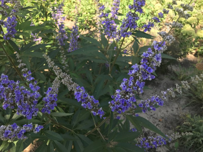 Vitex agnus-castus (2).JPG