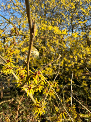 IMG_4681.jpeg