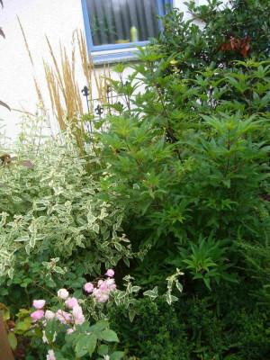 Vitex-13-1.jpg