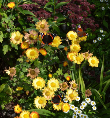 Schmetterlinge.21-1.jpg